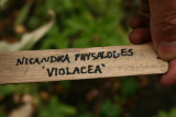 Nicandra physalodes 'Violacea' RCP8-2013 057.JPG